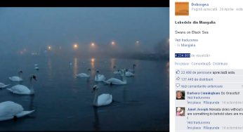 Lebedele din Mangalia au fost văzute de peste 4 milioane de oameni din toată lumea