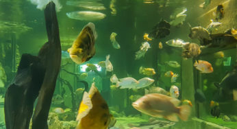 Nu ezitați să vizitați Acvariul din Constanța. Vezi când este deschis