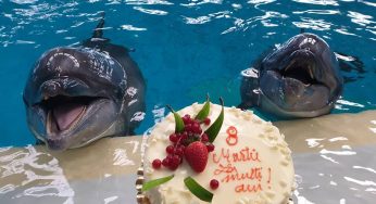 Pe 8 martie, delfinii Chan-Chan și Ni-Ni au ”urat” La mulți ani, femeilor!