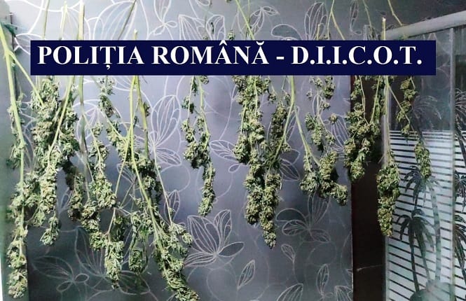 Cultură de cannabis, descoperită în orașul Cernavodă. Un bărbat a fost reținut