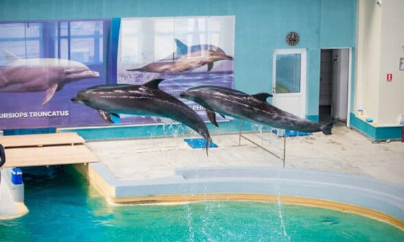 delfinariu