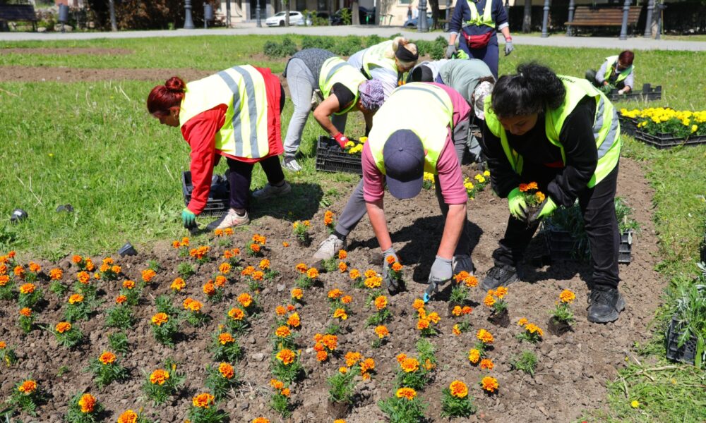 plantare flori