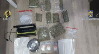 Două persoane, reținute pentru trafic de droguri. Aveau acasă o cultură de canabis