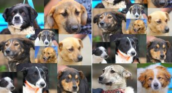 Campanie „Adoptă un cățel!” 219 căței, adoptați anul trecut de la Adăpostul Public de Animale Abandonate Constanța
