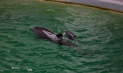 pui delfin
