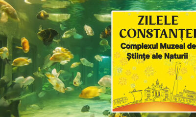 cmsn zilele constantei