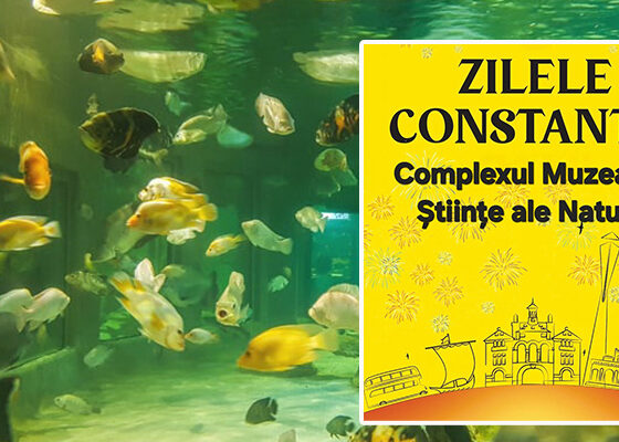 cmsn zilele constantei