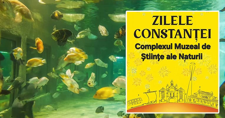 cmsn zilele constantei