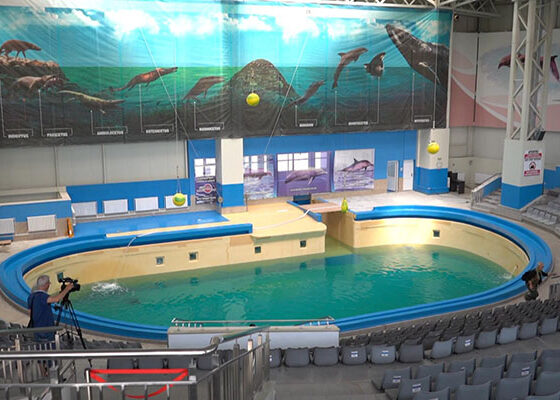 delfinariu constanta