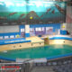 delfinariu constanta