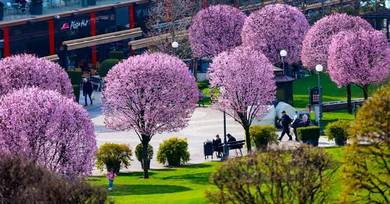 iuslius iasi