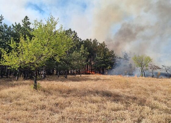 incendiu Greci