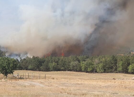incendiu padure Greci