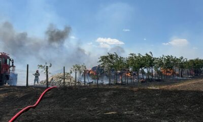 incendiu stana tulcea