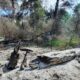 incendiu Sireasa