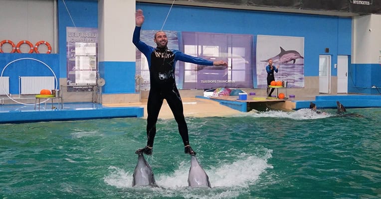 delfinariu