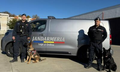 jandarmi caini masina