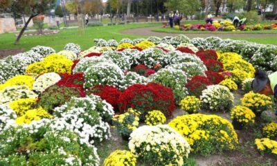 plantare flori