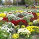 plantare flori
