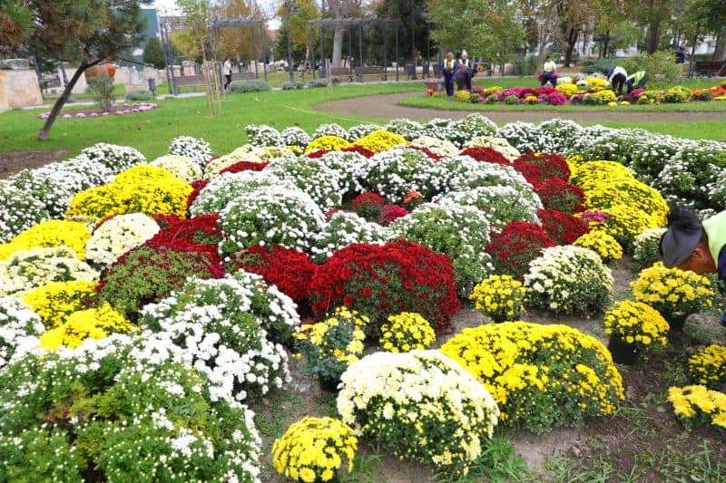 plantare flori