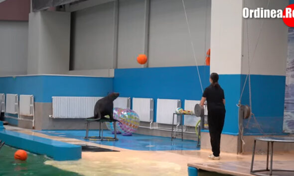 leu de mare delfinariu