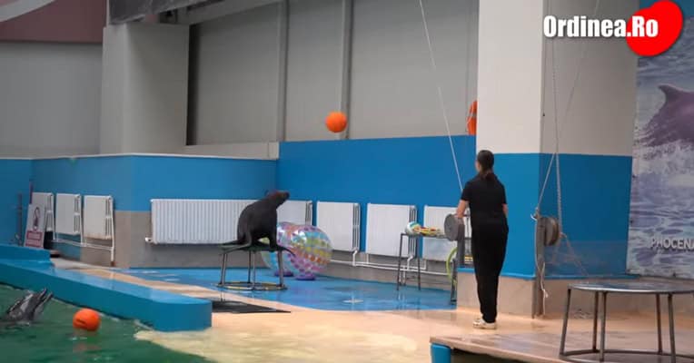 leu de mare delfinariu