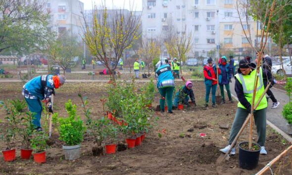 plantare constanta