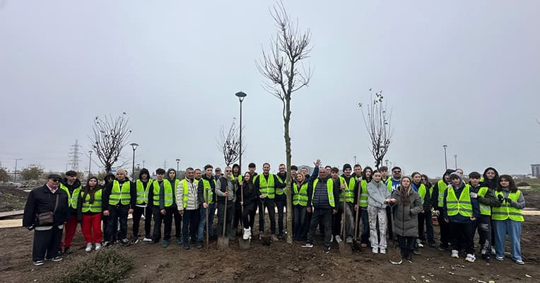 plantare perdeaua verde