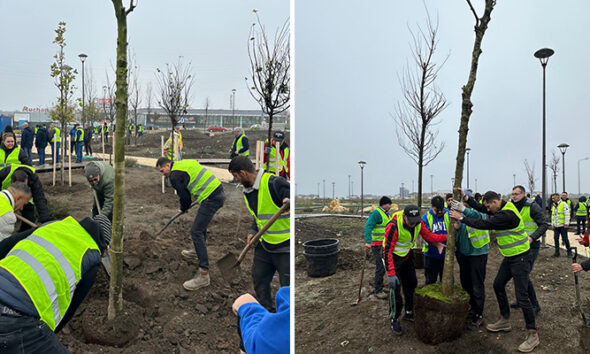 plantare perdeaua verde