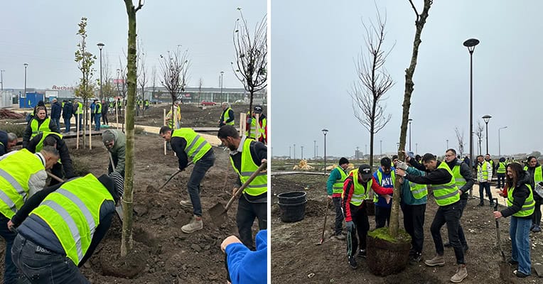 plantare perdeaua verde