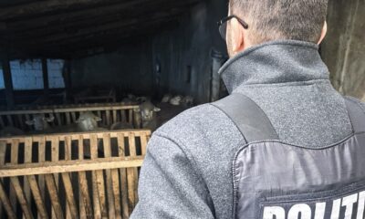 animale politie