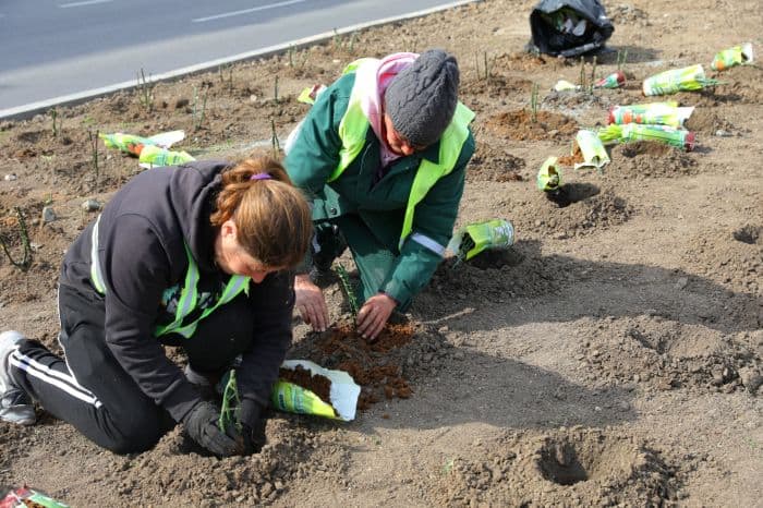 plantare flori constanta