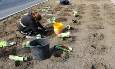 plantare flori constanta