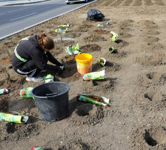 plantare flori constanta