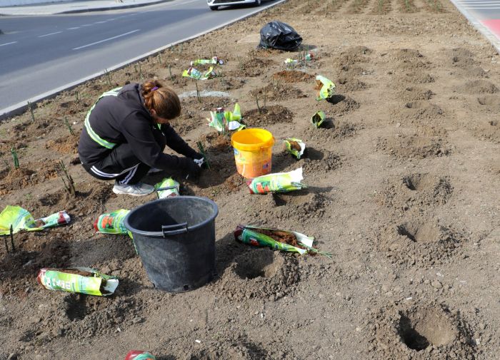 plantare flori constanta