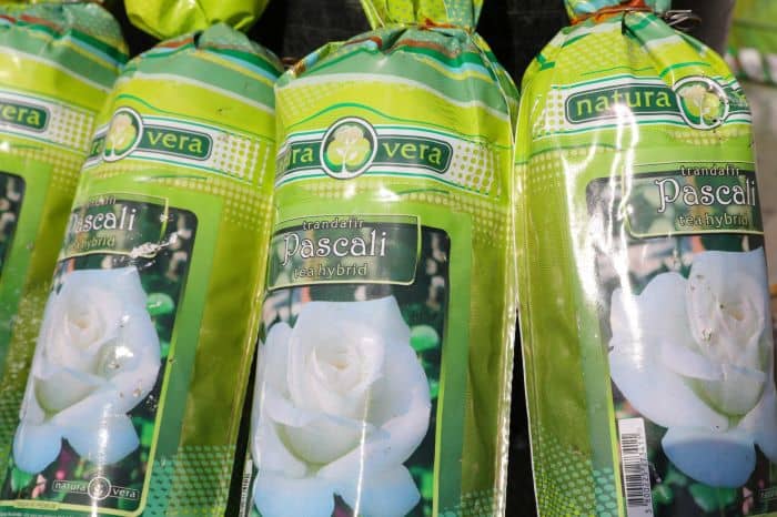 plantare flori constanta