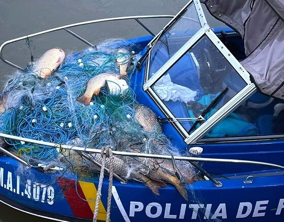 peste politia frontiera