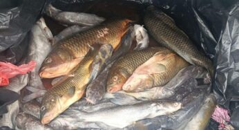 Doi bărbați au fost depistați de jandarmi în timp ce comercializau ilegal pește, în localitatea Mircea Vodă