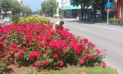 spatiu verde constanta