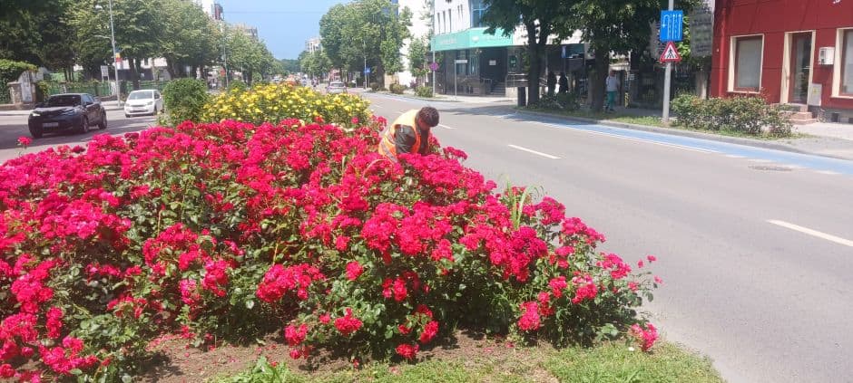 spatiu verde constanta