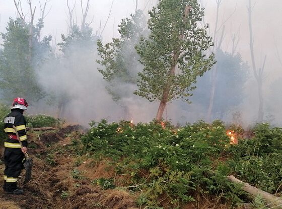 incendiu padure tulcea