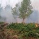 incendiu padure tulcea