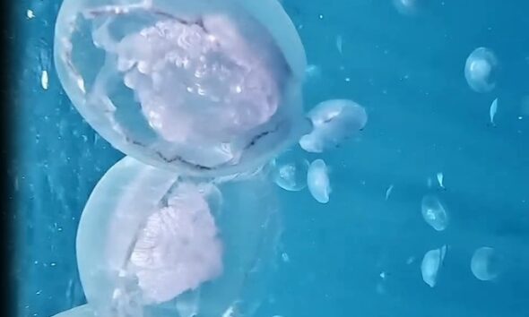 meduza