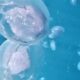 meduza