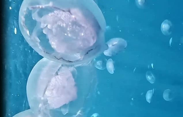meduza