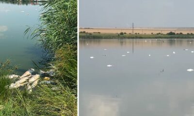 pesti morti lac