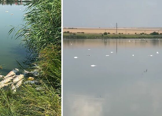 pesti morti lac