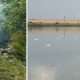 pesti morti lac