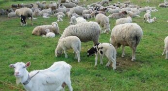 ANSVSA a instituit carantină națională de 30 de zile pentru oi și capre. De ce a fost luată această măsură