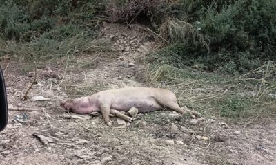 cadavru porc dunareni